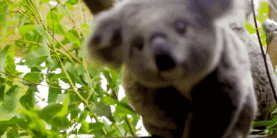 4D9C7DE9-0A27-4F49-A957-99B5E2D4FF2F.gif