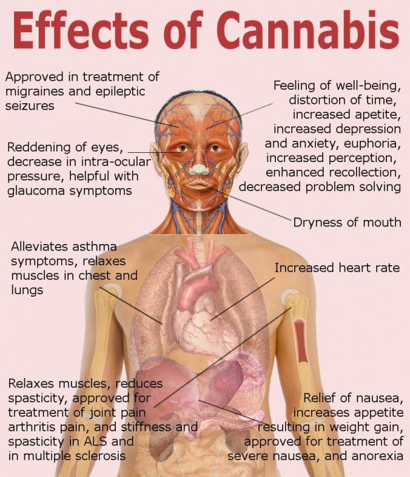 effects-of-cannabis1.jpg
